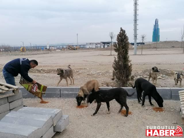 Deprem Bölgesindeki Can Dostlarımız İçin Mama Bırakılıyor