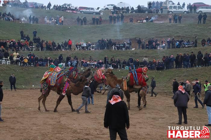 Turgutlu’da 8. Geleneksel Musalaryeniköy Deve Güreşi Gerçekleşti