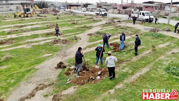 Büyükşehir ve Turgutlu Belediyesi İşbirliğiyle Ağaçlandırma Çalışması