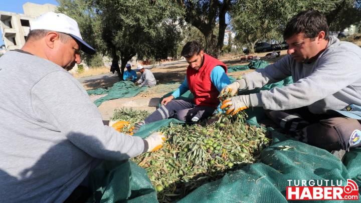 Turgutlu Belediyesi Zeytinyağı Hasadına Bu Yıl da Devam Etti