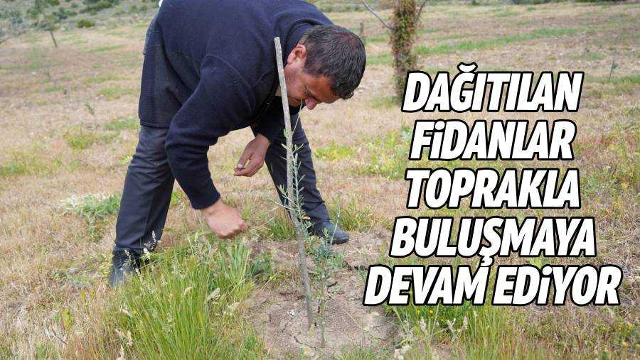 DAĞITILAN FİDANLAR TOPRAKLA BULUŞMAYA DEVAM EDİYOR