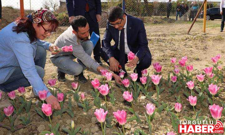 Lale üretimi kadınlara gelir kapısı olacak