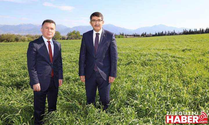 ŞEHZADELER BELEDİYESİ BUĞDAY EKTİ, İHTİYAÇ SAHİBİNE UN DAĞITACAK