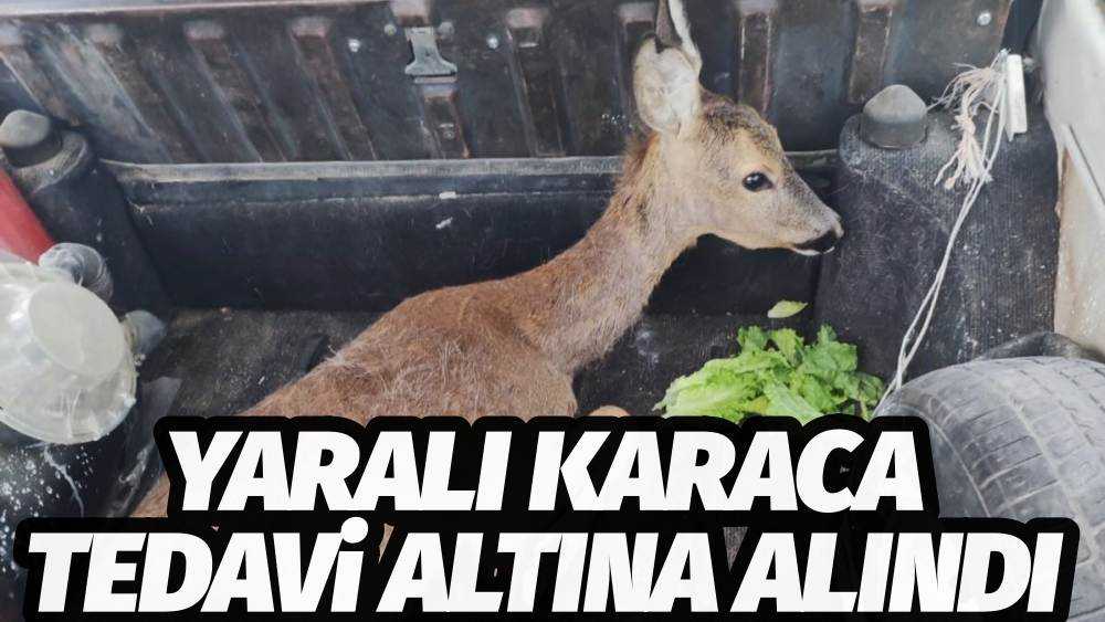 Manisa'da Yaralı Halde Bulunan Karaca Tedavi Altına Alındı