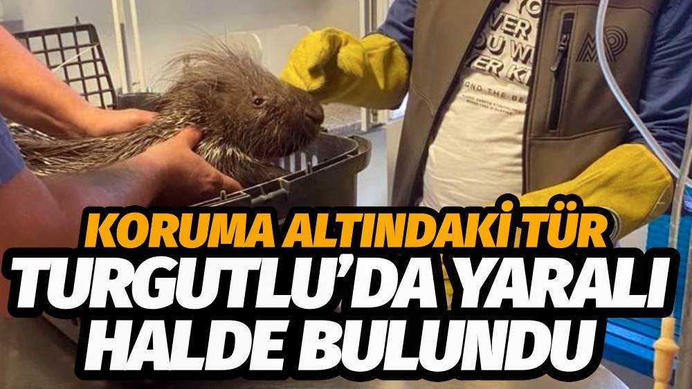 Turgutlu'da Yaralı Halde Oklu Kirpi Bulundu