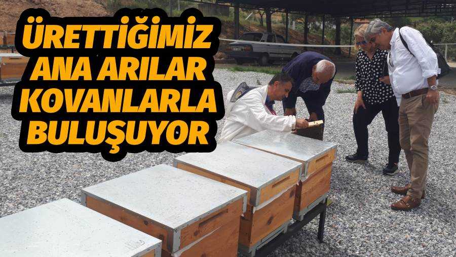Ürettiğimiz Ana Arılar Kovanlarla Buluşuyor