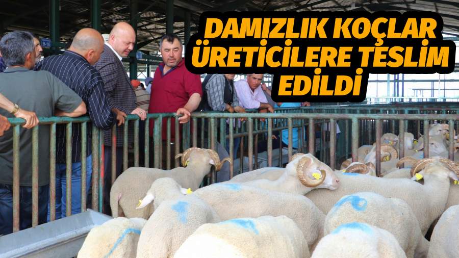 Damızlık koçlar üreticilere teslim edildi