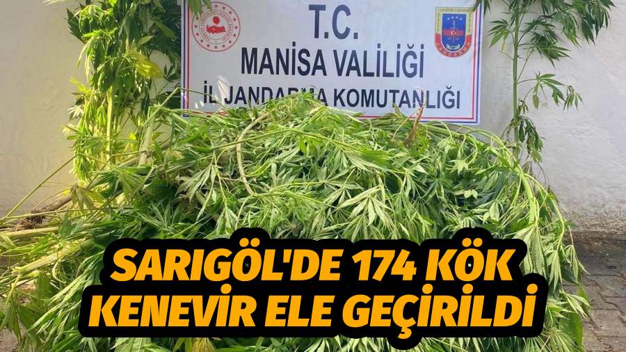 SARIGÖL'DE 174 KÖK KENEVİR ELE GEÇİRİLDİ