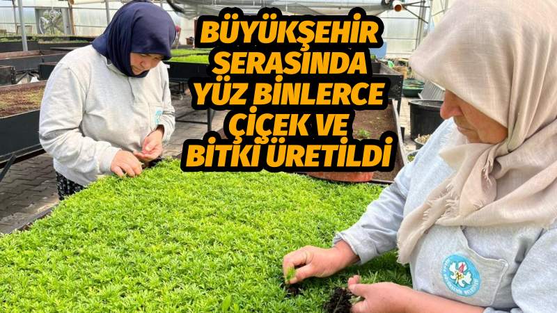 Büyükşehir Serasında Yüz Binlerce Çiçek ve Bitki Üretildi