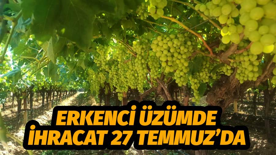 ERKENCİ ÜZÜMDE İHRACAT 27 TEMMUZ’DA
