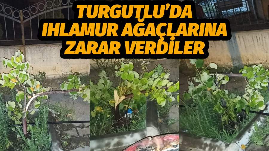 Turgutlu’da Kimliği Belirsiz Kişiler Ağaçlara Zarar Verdi