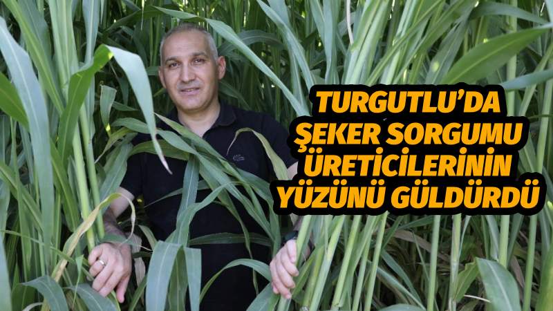 TURGUTLU’DA ŞEKER SORGUMU ÜRETİCİLERİNİN YÜZÜNÜ GÜLDÜRDÜ