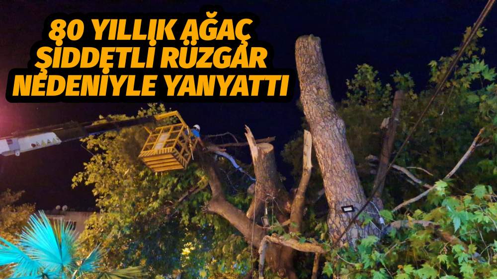 Turgutlu'da şiddetli rüzgar nedeniyle 80 yıllık ağaç yan yattı