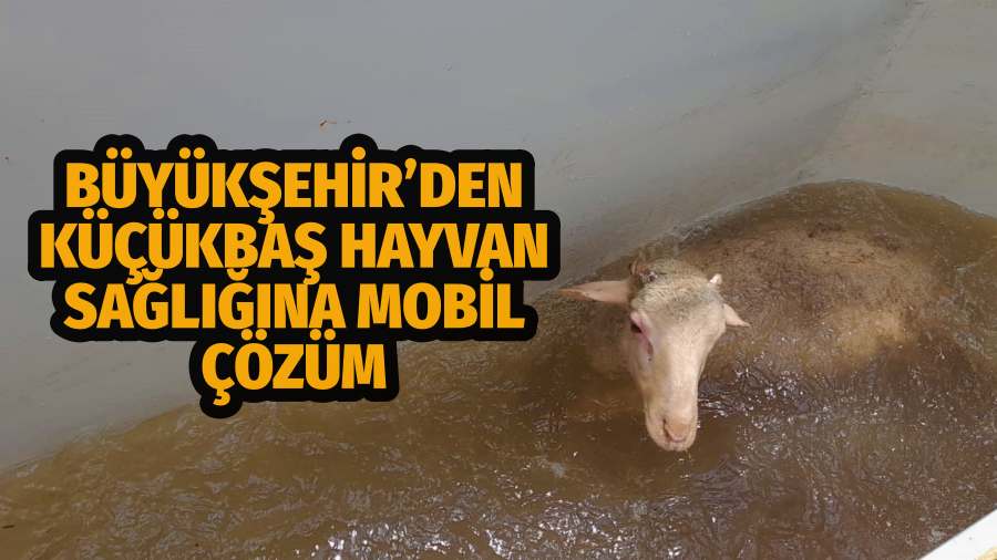 Büyükşehir’den Küçükbaş Hayvan Sağlığına Mobil Çözüm