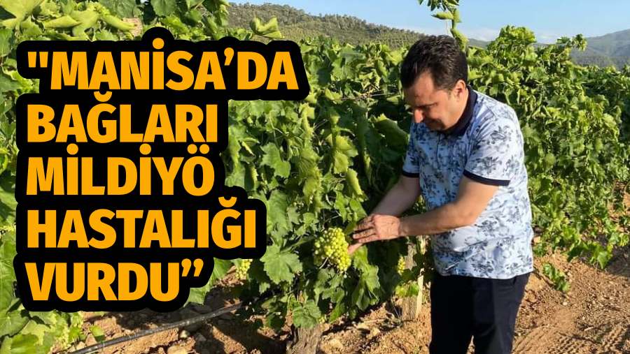 CHP’Lİ BAŞEVİRGEN, “MANİSA’DA BAĞLARI MİLDİYÖ HASTALIĞI VURDU”