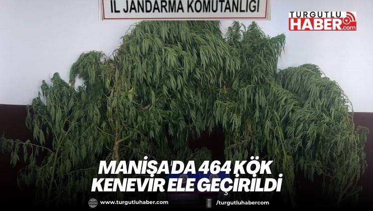 Manisa'da 464 kök kenevir ele geçirildi