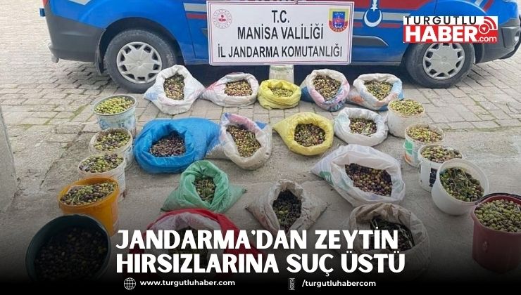 Jandarma'dan Zeytin Hırsızlarına Suç Üstü