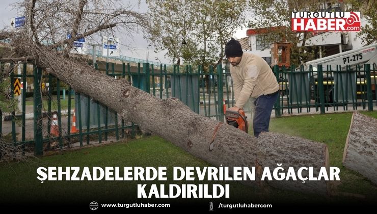 ŞEHZADELERDE DEVRİLEN AĞAÇLAR KALDIRILDI  