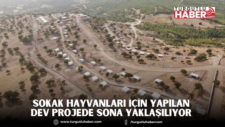 SOKAK HAYVANLARI İÇİN YAPILAN DEV PROJEDE SONA YAKLAŞILIYOR 