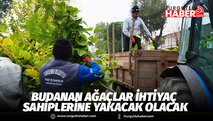 BUDANAN AĞAÇLAR İHTİYAÇ SAHİPLERİNE YAKACAK OLACAK