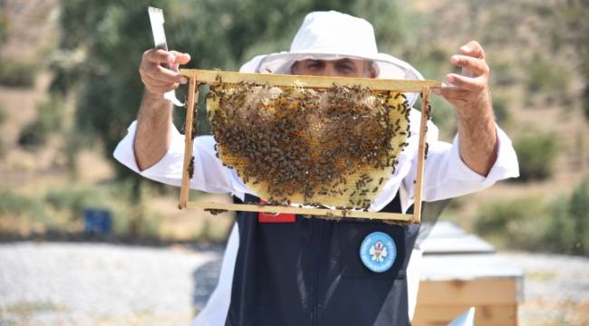 Büyükşehir'den Arıcılara Yeni Bir Destek Geliyor
