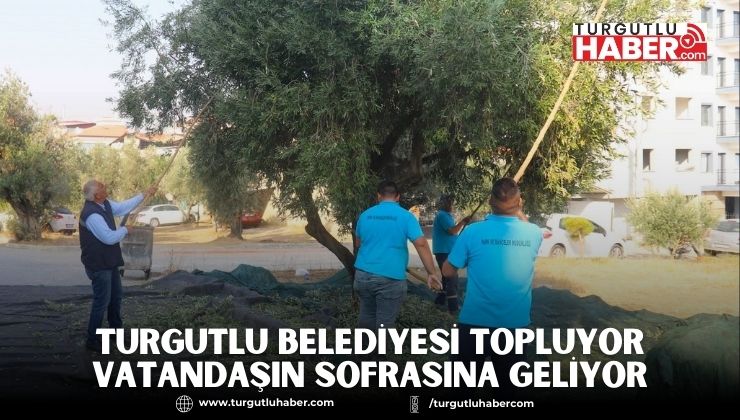 Kamusal Alandaki Zeytinler İhtiyaç Sahipleri İçin Toplanıyor