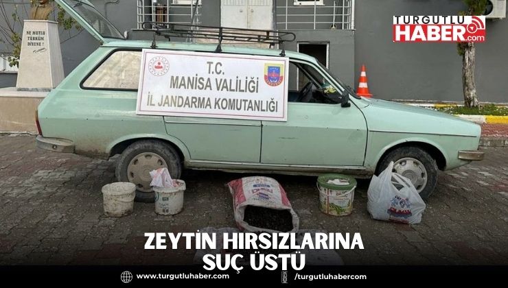 Zeytin Hırsızlarına Suç Üstü