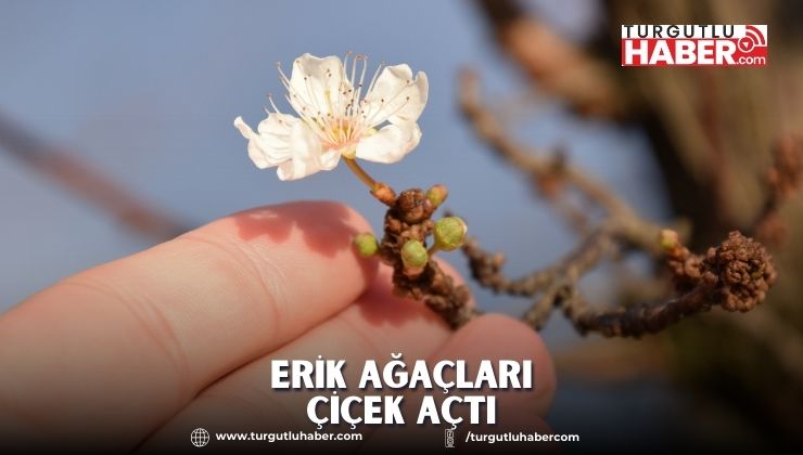 Erik ağaçları çiçek açtı