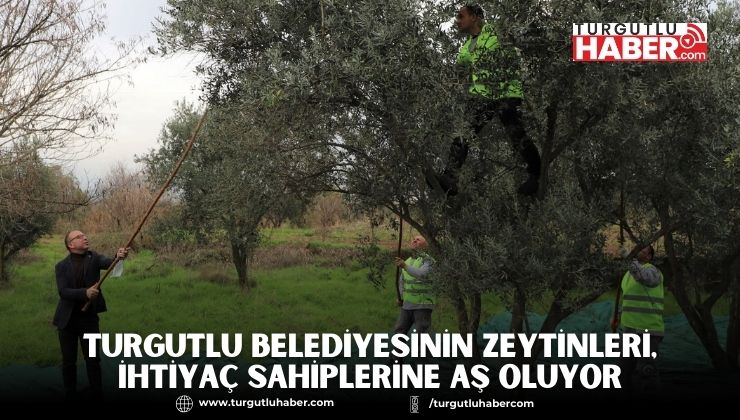 Turgutlu Belediyesinin Zeytinleri, İhtiyaç Sahiplerine Aş Oluyor