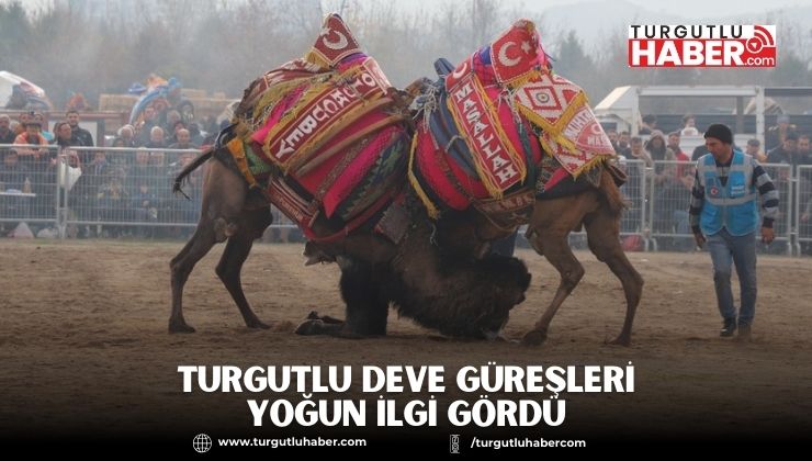 Turgutlu Deve Güreşleri Yoğun İlgi Gördü