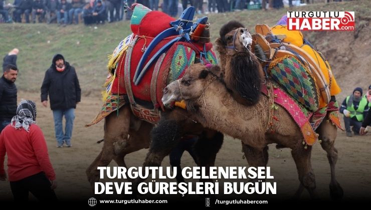 Turgutlu Geleneksel Deve Güreşleri Bugün