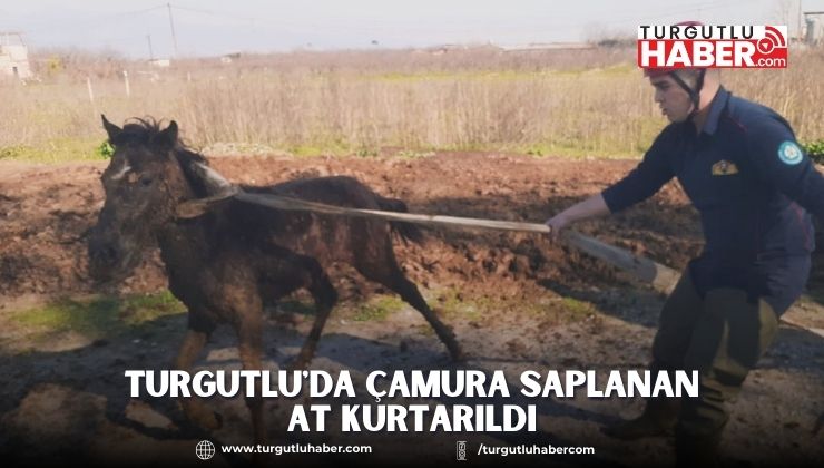 Turgutlu'da Çamura Saplanan At Kurtarıldı