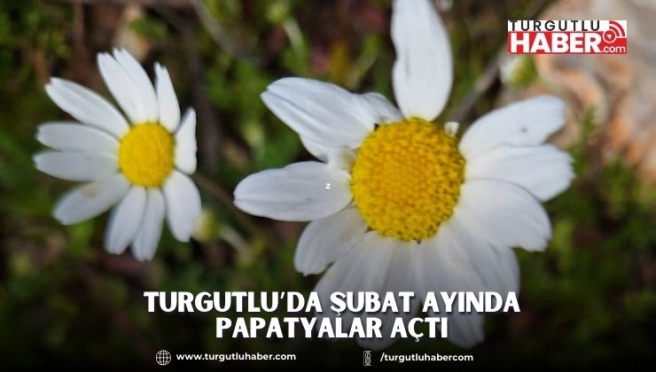 Turgutlu’da Şubat Ayında Papatyalar Açtı