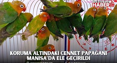 Manisa'da Koruma Altındaki Cennet Papağanı Ele Geçirildi