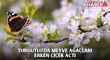 Turgutlu'da Meyve Ağaçları Erken Çiçek Açtı