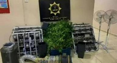 Salihli'de 62 Kök Kenevir Ele Geçirildi