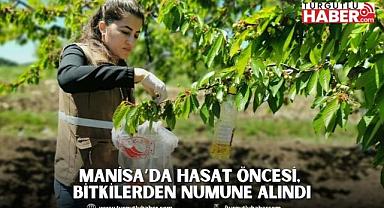Manisa’da Hasat Öncesi, Bitkilerden Numune Alındı