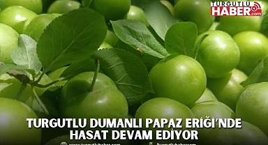 Turgutlu Dumanlı Papaz Eriği’nde Hasat Devam Ediyor