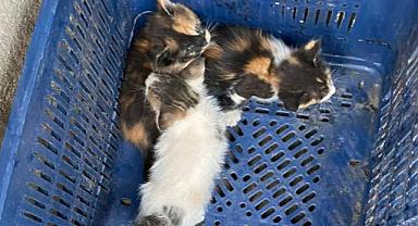 Yavru Kedileri İtfaiye Kurtardı