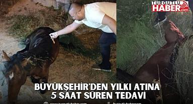 Büyükşehir'den Yılkı Atına 5 Saat Süren Tedavi