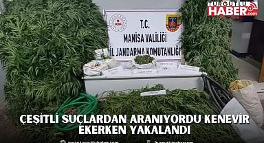 Çeşitli Suçlardan Aranıyordu Kenevir Ekerken Yakalandı