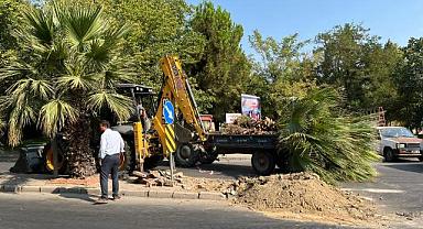Salihli Belediyesi Site Caddesi’ni Palmiye Ağaçlarıyla Yeşillendiriyor