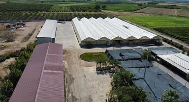 Manisa Büyükşehir’in serasında üretim devam ediyor