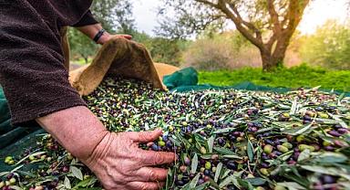 Sofralık zeytin ihracatı 200 milyon dolara koşuyor