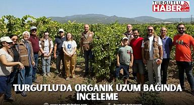 Turgutlu'da Organik Üzüm Bağında İnceleme