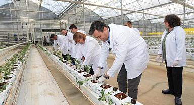 Kula Jeotermal Serada Yeni Sezon Fideleri Toprakla Buluştu