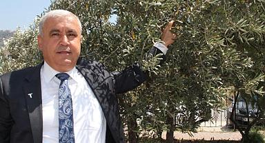 Türkiye sofralık zeytin ihracatında 210 milyon dolara ulaştı