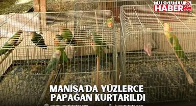 Manisa'da Yüzlerce Papağan Kurtarıldı
