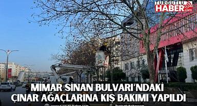 Mimar Sinan Bulvarı’ndaki Çınar Ağaçlarına Kış Bakımı Yapıldı