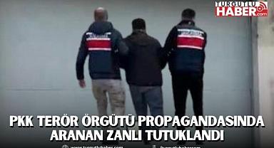 PKK Terör Örgütü Propagandasında Aranan Zanlı Tutuklandı